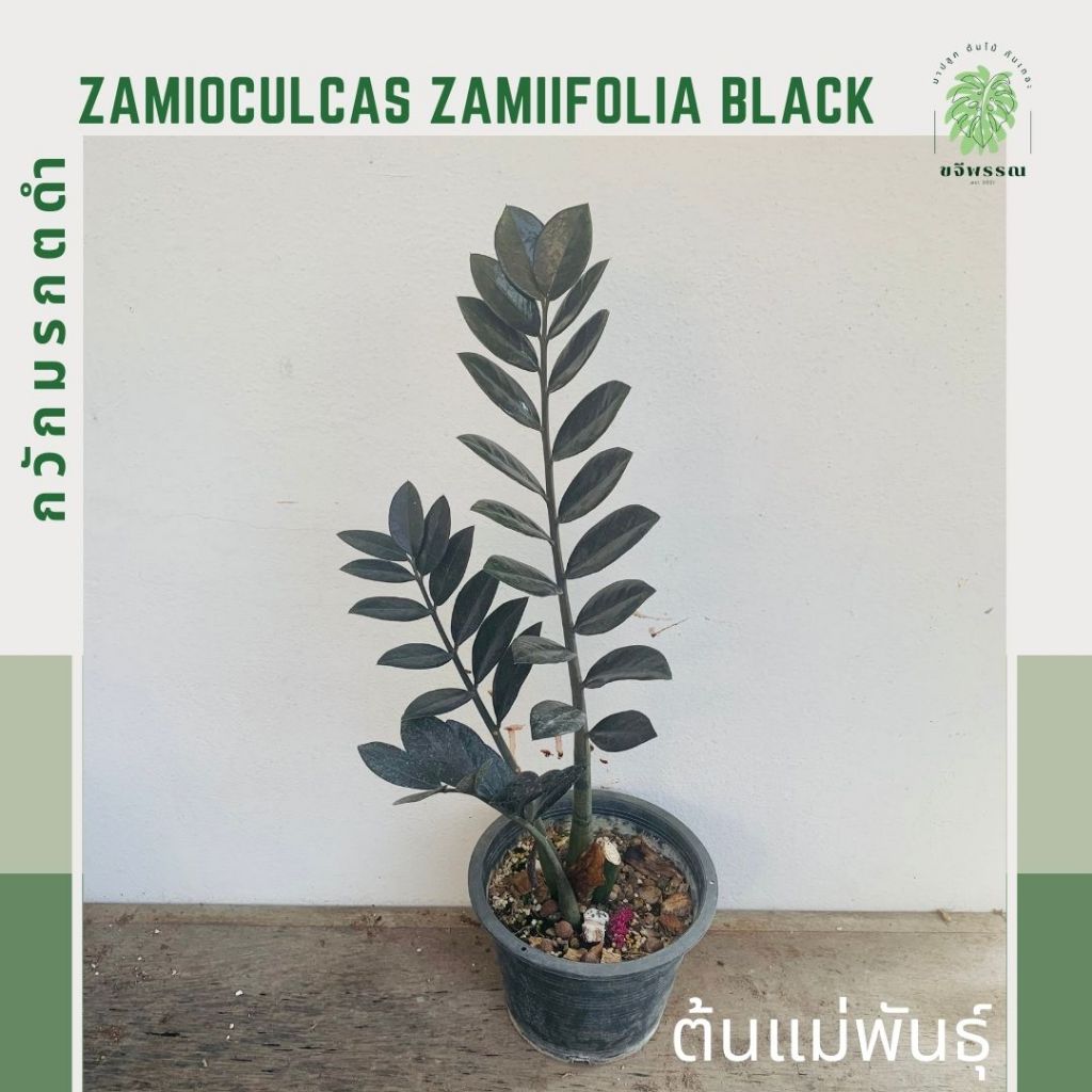 กวักมรกตดำ หรือกวักนิล ไม้มงคล ไม้ฟอกอากาศ | Zamioculcas Zamiifolia black