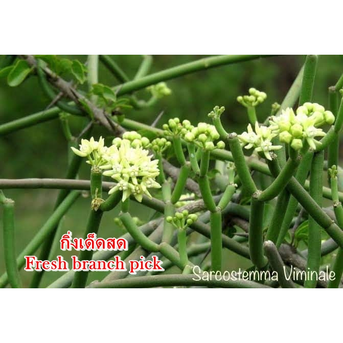เก๋งจีน Sarcostemma Viminale *กิ่งเด็ดสด* แคคตัส ไม้อวบน้ำ Cactus and Succulent