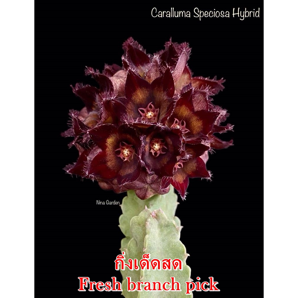 เก๋งจีน Caralluma Speciosa Hybrid *กิ่งเด็ดสด* แคคตัส ไม้อวบน้ำ Cactus and Succulent