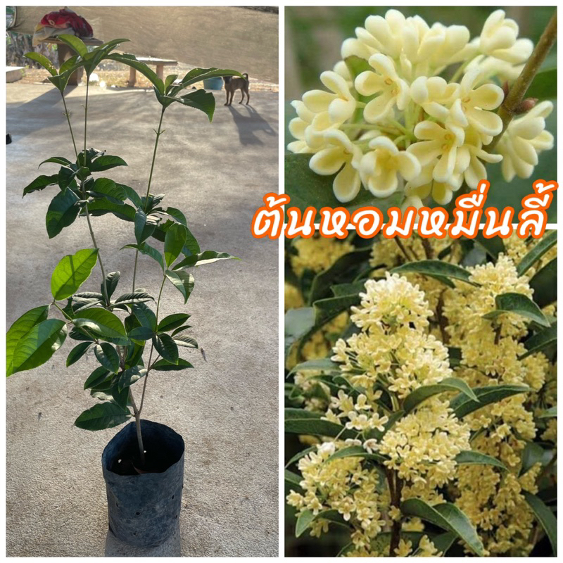 ต้นหอมหมื่นลี้ ดอกสีขาวนวล เป็นต้นชำกิ่ง ดอกมีกลิ่นหอมไกล ขนาดต้น40-50ซม.
