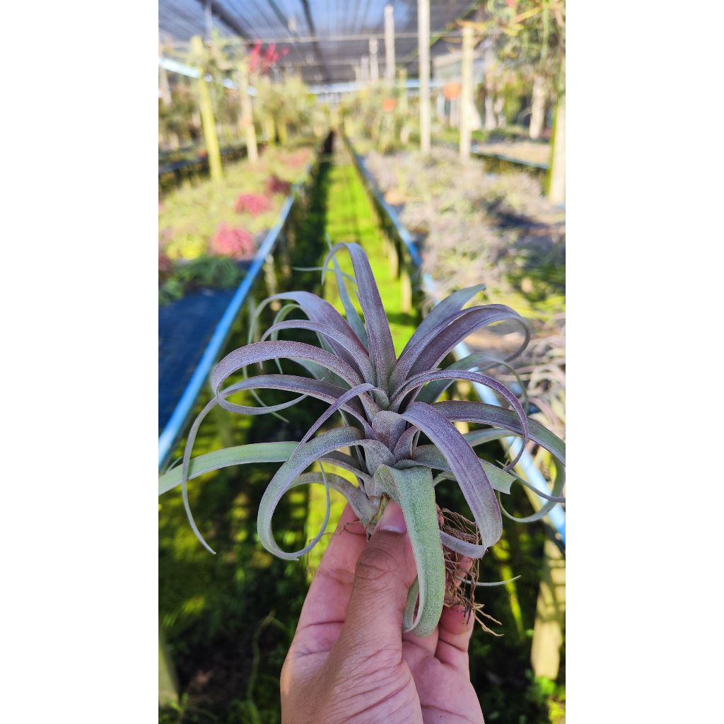Tillandsia capitata x streptophylla ทิลแลนเซีย