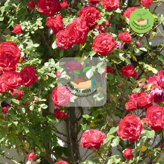 พิเศษ 9 บาท เมล็ดพันธุ์ ดอกกุหลาบเลือนสีแดง บรรจุ 10 เมล็ด