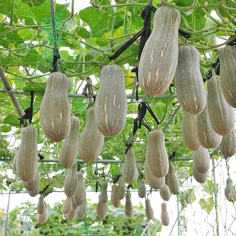 เมล็ดฟักทองฮันนี่ บัตเตอร์นัท 15เมล็ด Honey Pumpkin