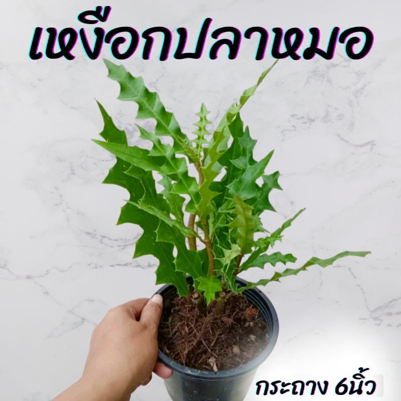 ต้นเหงือกปลาหมอ กระถาง6นิ้ว