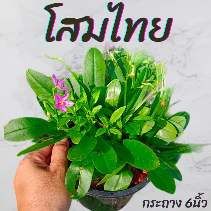 ต้นโสมไทย กระถาง 6นิ้ว