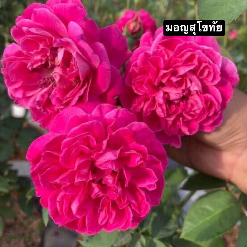 กุหลาบ-มอญสุโขทัย ”Mon Sukhothai“ ดอกสีแดงอมชมพู หรือ ชมพูเข้ม กุหลาบโบราณ ดอกทานได้ ทำชา ทำขนม เลี้ยงง่าย