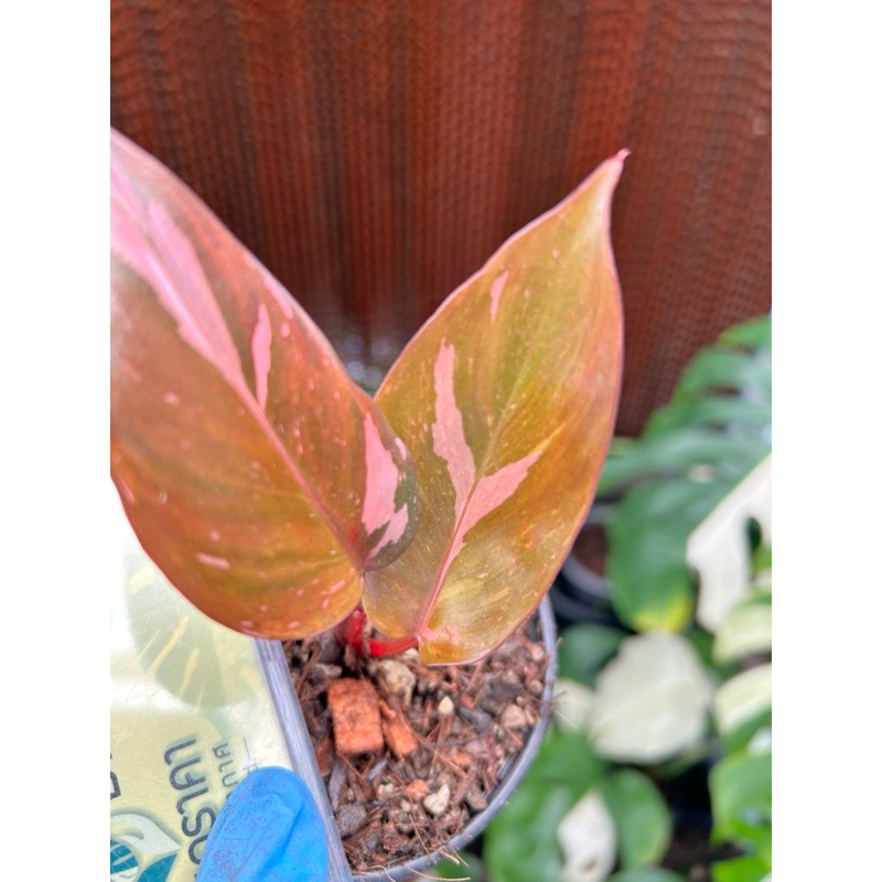 philodendron pink princess tricolor (rare item)