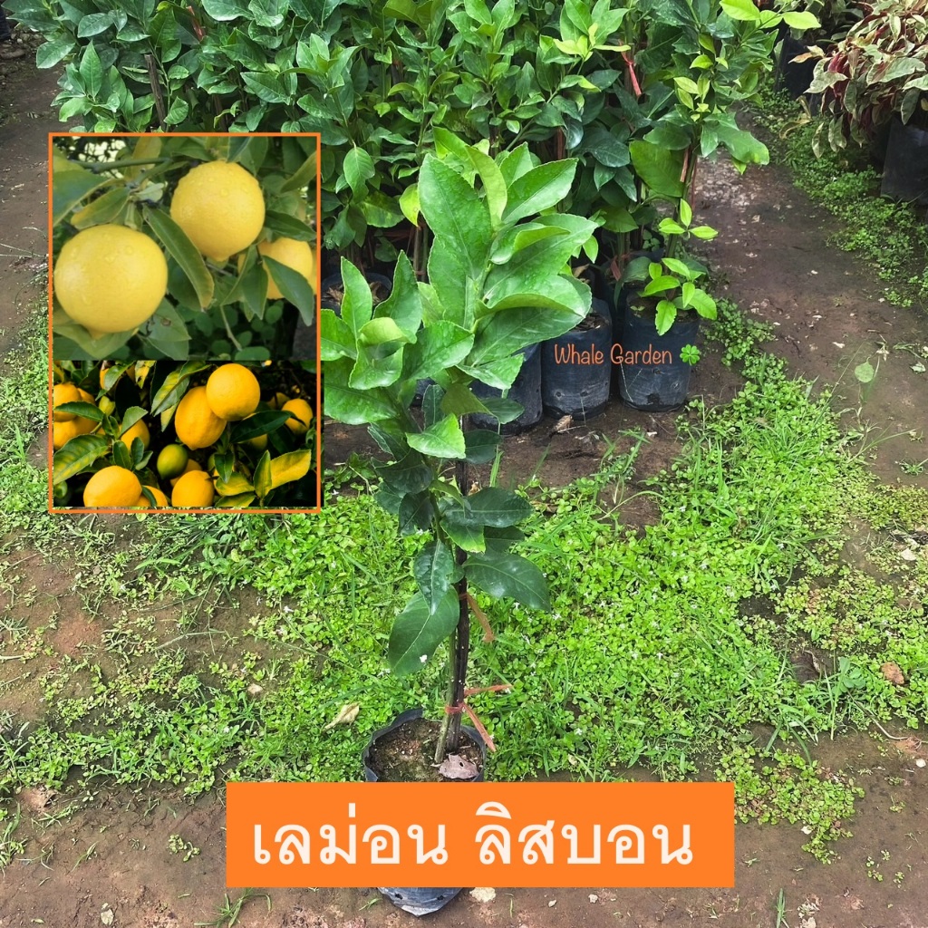 ต้นเลม่อน พันธุ์ เลม่อนลิสบอน (Lisbon Lemon) เลม่อนไร้เมล็ด กิ่งตอน ให้ผลไว 1ปี (รับประกัน ส่งใหม่ฟรี หากสินค้าเเสียหาย)