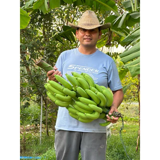 หน่อกล้วยหอมทอง-สวนG-farm