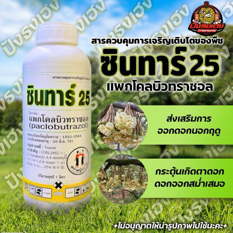 ซินทาร์25 ตราหญิงงาม สารแพกโคลบิวทราซอล25% เนื้อครีมละเอียดสูงมากกว่า 45 ไมครอน สารควบคุมการเจริญเติบโตของพืช