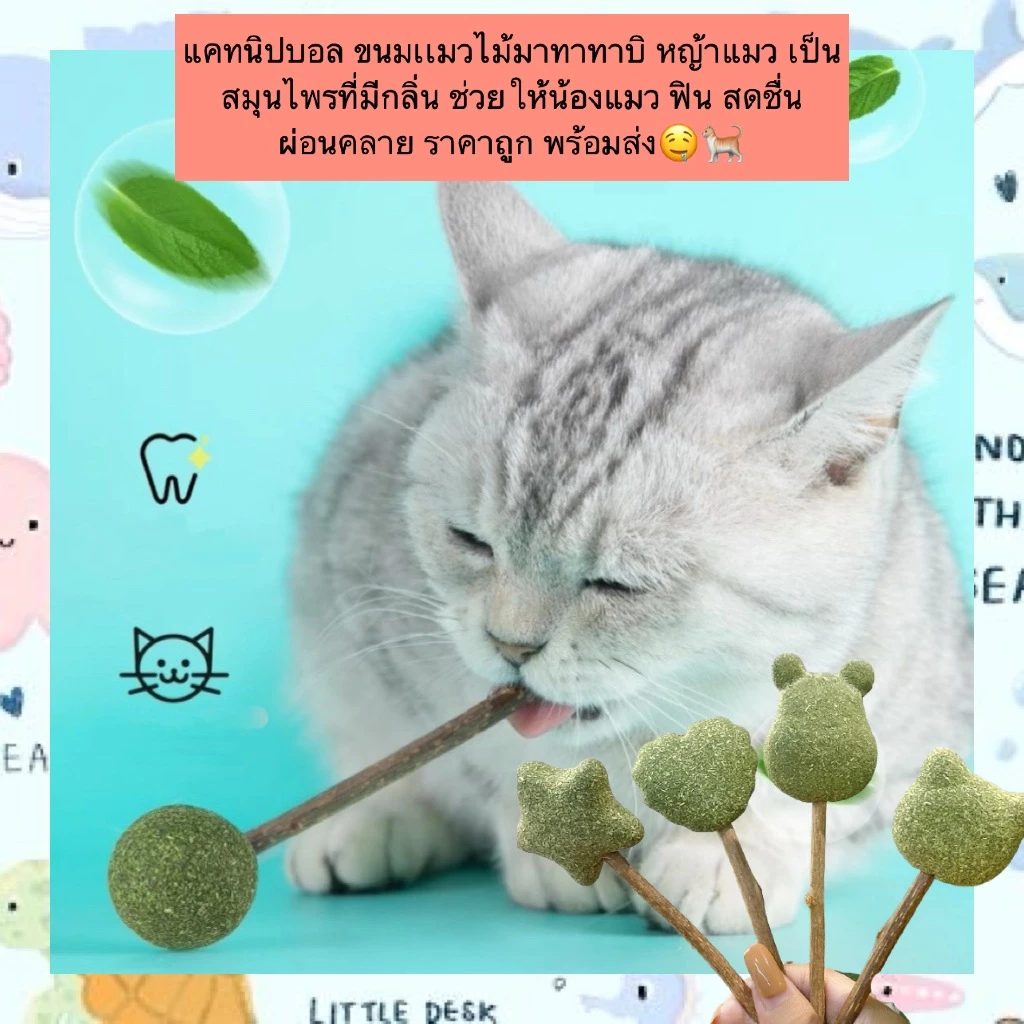 BN-526 แคทนิปบอล ไม้มาทาทาบิ สมุนไพรหญ้าแมว ช่วยให้น้องเหมียวฟิน สดชื่น ผ่อนคลาย ราคาถูก พร้อมส่ง🤤🐈