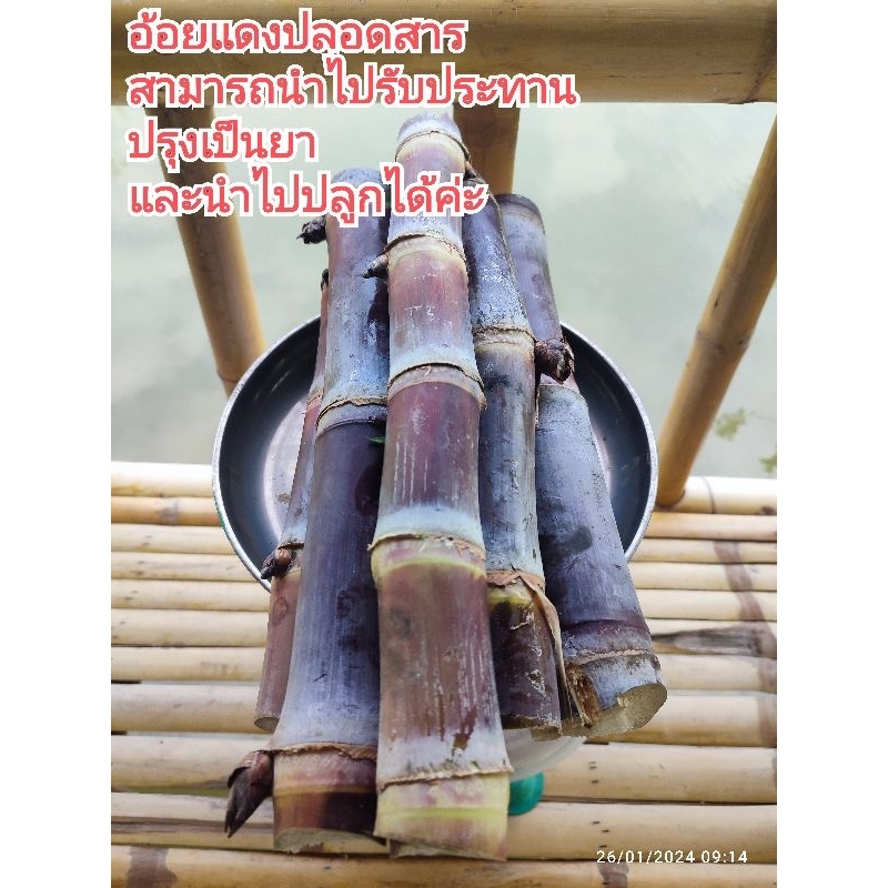 อ้อยแดง อ้อยขาว ตัดสดใหม่ทุกออเดอร์ นำไปปลูก ไปรับประทาน หรือให้อาหารสัตว์แจ้งได้นะคะ