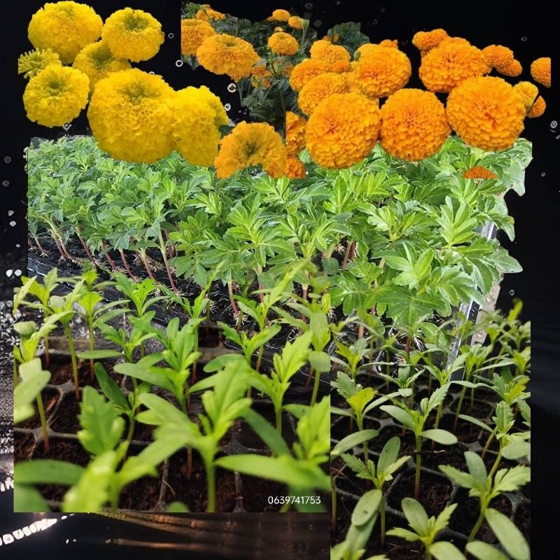 ต้นกล้าดาวเรืองพร้อมปลูกแพ็คเกจชุด50ต้น/100ต้น/ 200ต้น - รูปที่ 5