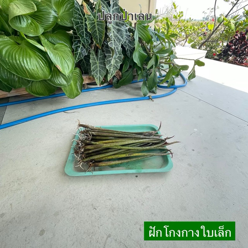 พร้อมส่ง ฝักโกงกางใบเล็ก 5 ฝัก พันธุ์ไม้มงคล พันธุ์ไม้ชายเลน ต้นไม้ชายเลน ปลูกในน้ำจืดได้