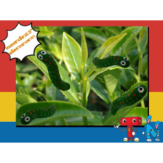 หนอนชาเขียวยางพาราขนาด2.5“ ไซส์S ของเล่นแกล้งคน ของเล่นแมว ข…