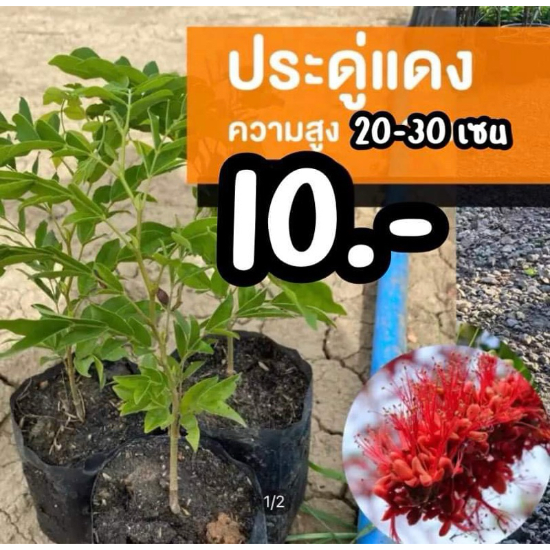 ประดู่แดง (จำนวน 10 ต้น) สูง 20-30 เซนติเมตร