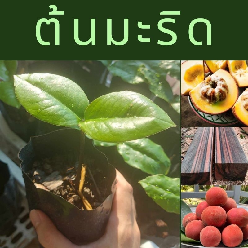 ต้นมะริดพันธุ์ไทย (โปร 2 ต้น 79 บาท )ไม้มงคลหายาก ผลอร่อย ลายไม้สวย เนื้อไม้ราคาแพง