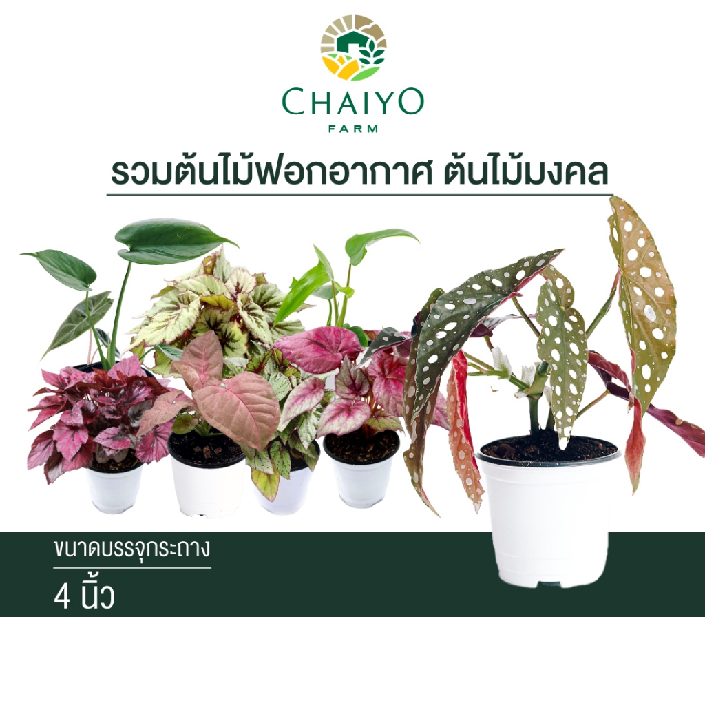 รวมต้นไม้ฟอกอากาศ บิโกเนีย อโลคาเซีย