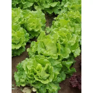 เมล็ดพันธุ์ ผักกาดหอมอิตาลี ใบเขียว Italian Lettuce บรรจุ 100-300 เมล็ด [ซื้อ 10 แถม 1 คละได้]