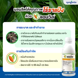 แอนวิล 1 ลิตร (เฮกซะโคนาโซล) ป้องกันเชื้อรา กาบใบแห้ง ใบขีด สีน้ำตาล ราแป้ง มะม่วง ช่อดอกแห้ง ข้าว