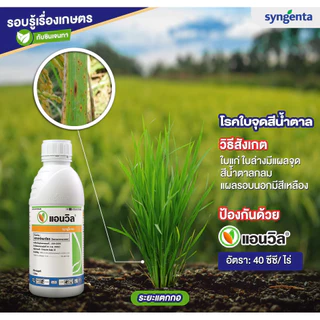 แอนวิล 1 ลิตร (เฮกซะโคนาโซล) ป้องกันเชื้อรา กาบใบแห้ง ใบขีด สีน้ำตาล ราแป้ง มะม่วง ช่อดอกแห้ง ข้าว
