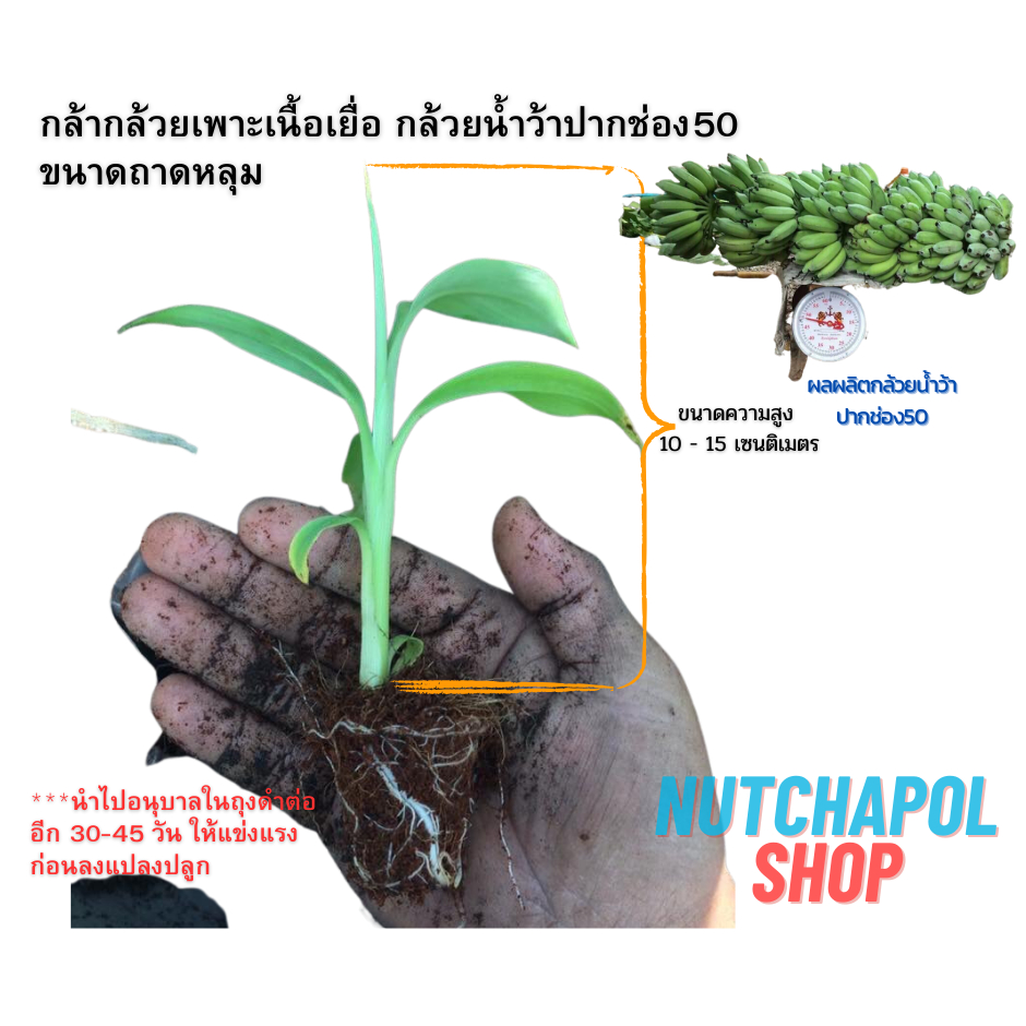 กล้าเพาะเนื้อเยื่อ กล้วยน้ำว้าปากช่อง50 แบบต้นเล็ก อนุบาลแล้ว 30 วัน ปลอดโรคและหนอนกอรากแข็งแรง