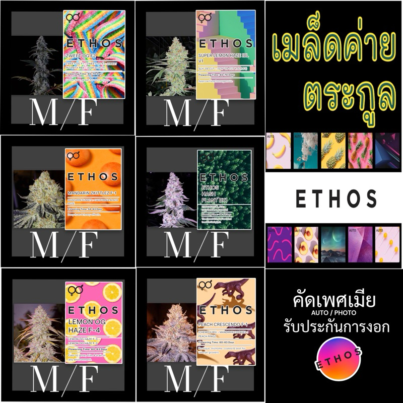 เมล็ดค่าย(เมีย) ETHOS M/F แกะแบ่งจากแพ็ค+ฟรีปุ๋ย ไม่งอกเครมฟรีใหม่ทั้งชุด เมล็ดกันชา สายพันธุ์นอก ต้นไม้ประดับบ้าน