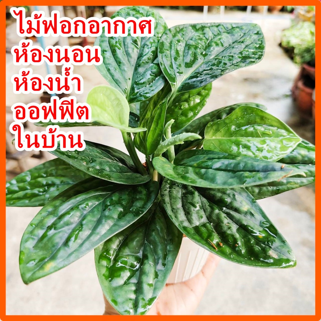 พลูปีกนก✅ต้นไม้ฟอกอากาศ ดูดสารพิษ กระถางขาว 4 นิ้ว✅เลี้ยงน้ำได้ ต้นไม้ประดับ ต้นไม้มงคล ต้นไม้มินิมอล