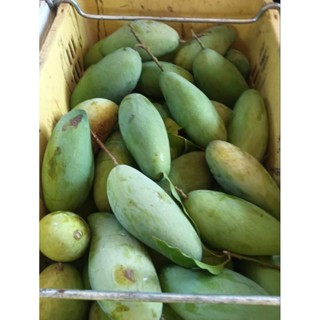 พร้อมส่ง🥭 มะม่วงฟ้าลั่นแบบอ่อนและแบบแก่ ขนาด3-4ลูกโล (ขายเป็…