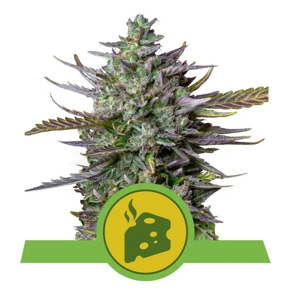 Royal Cheese Auto | Royal Queen Seeds