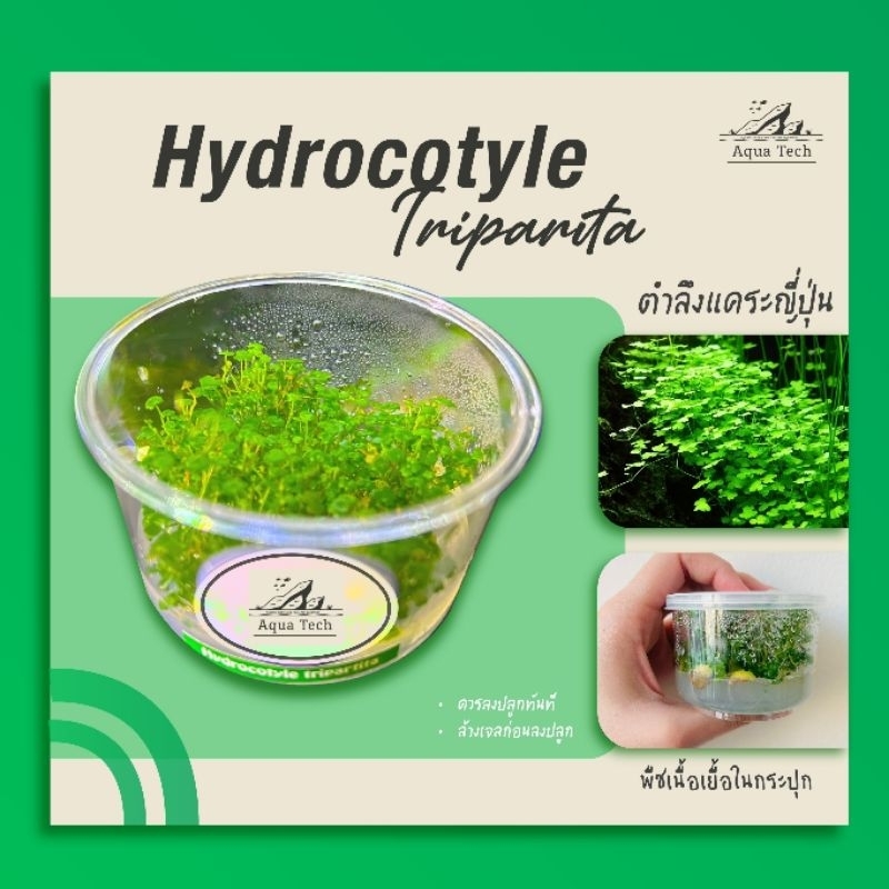 ไม้น้ำ ตำลึงแคระญี่ปุ่น ไม้เนื้อเยื่อ ไม้พื้นสนามหญ้า 🍀🌿 Carpet plant