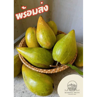 [🔥พร้อมส่ง🔥] Canistel fruits เซียนท้อ ม่อนไข่ พันธุ์พื้นเมือง เจ้าของสวนขายเอง มีหลายขนาด