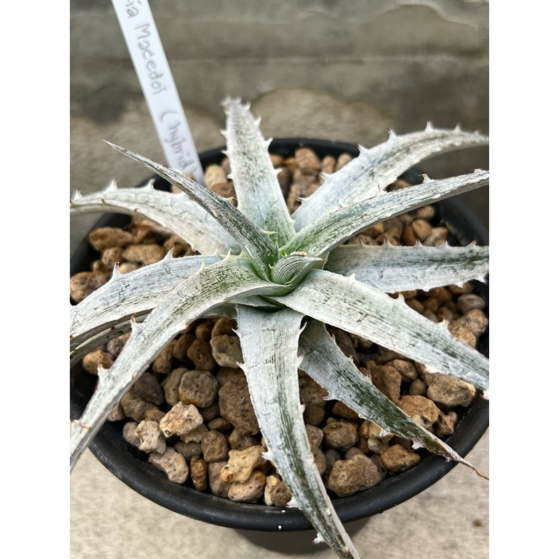 dyckia macedoi hybrid ดิกเกีย