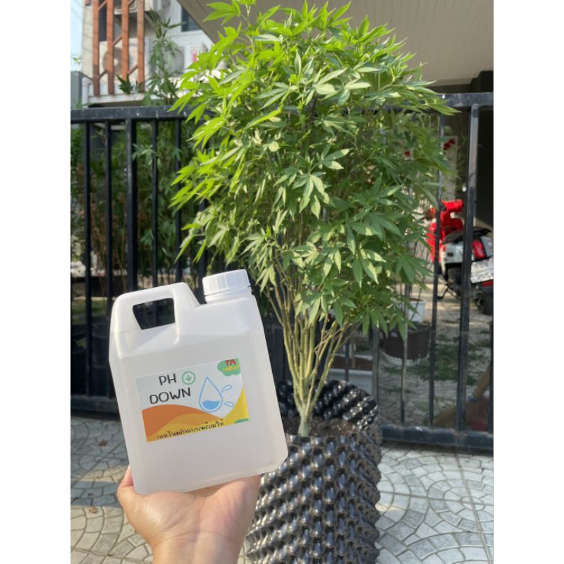 PH Down สำหรับปรับลดค่า กรด-ด่าง ของน้ำ (แบบเข้มข้นและแบบพร้อมใช้) ปริมาณ 1,000 ml.