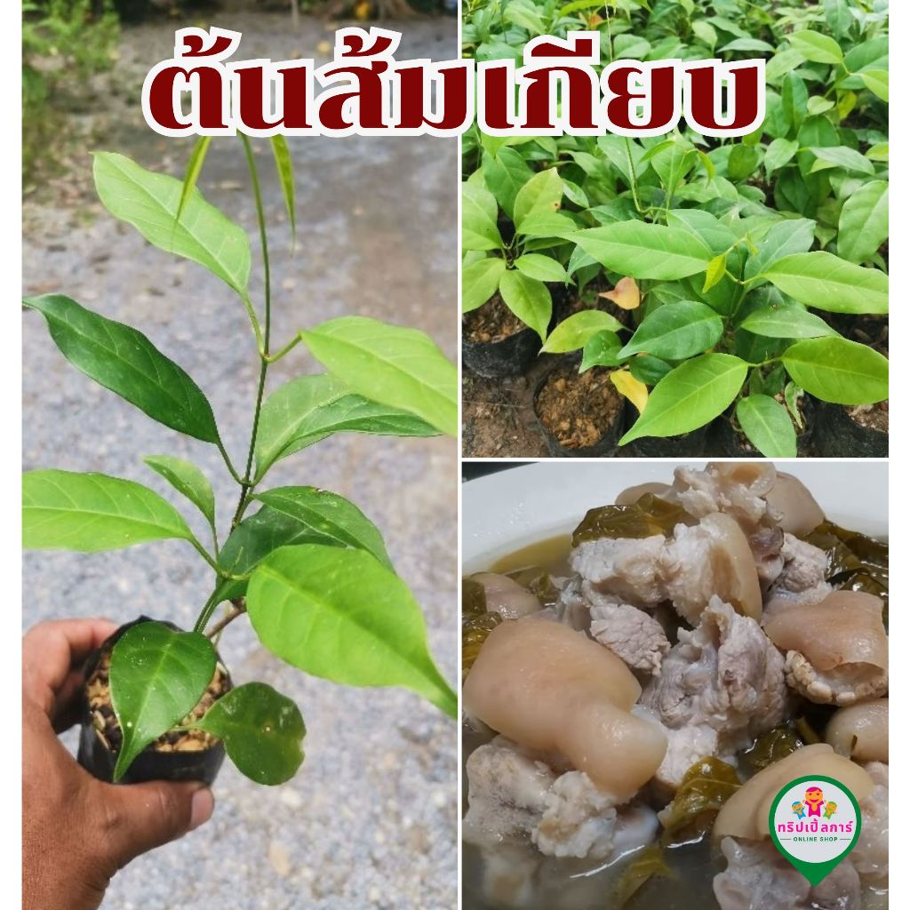 ต้นส้มเกียบ ส้มเกรียบ ไม้เลื้อย รสเปรี้ยว รสชาติคล้ายใบชะมวง