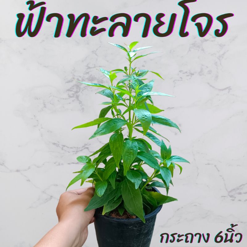 ต้นฟ้าทะลายโจร กระถาง6นิ้ว