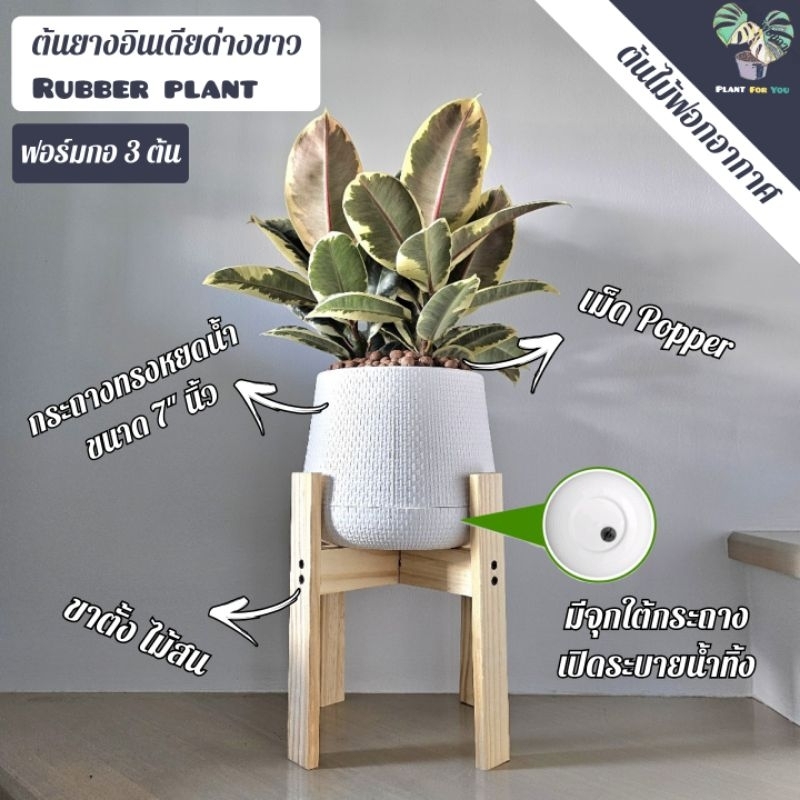 ต้นยางอินเดียด่างขาว ฟอร์มกอ "Rubber Plant) พร้อมกระถาง+เม็ดPopper+ขาตั้งไม้สน PLANT FOR YOU