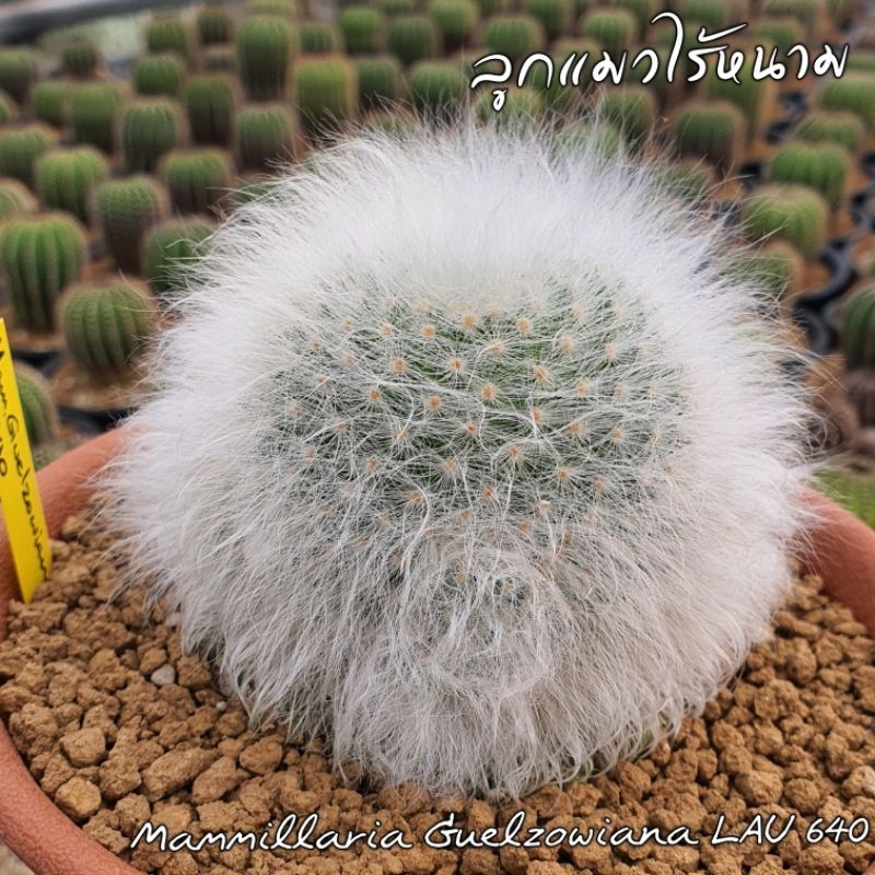 แมมลูกแมวไร้หนาม Mammillaria Guelzowiana LAU640 ไม้ชำหน่อ