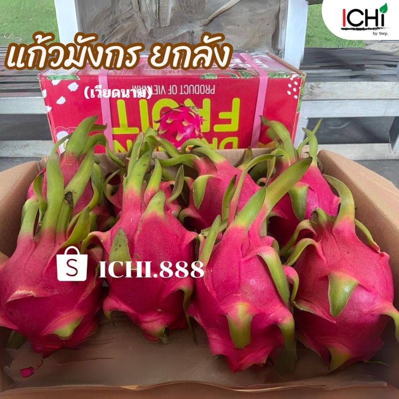 แก้วมังกรเวียดนามนำเข้า (แพ็กยกลัง 10kg) #16 สีขาว
