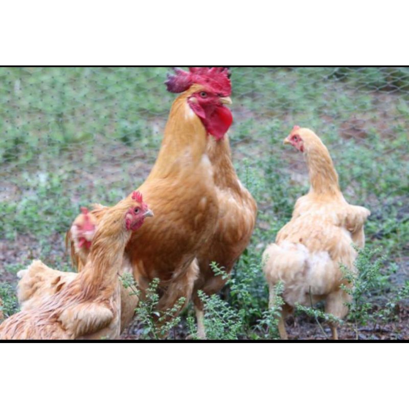 เชื้อไก่เบตง พร้อมเข้าตู้ ไก่เนื้อเลี้ยงง่ายโตไว ชุด 6 ฟองแถม1ฟอง