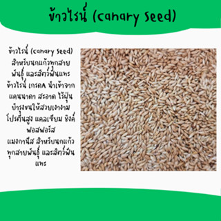 Canary Seed ข้าวไรน์ (500G / 1KG) อาหารนก