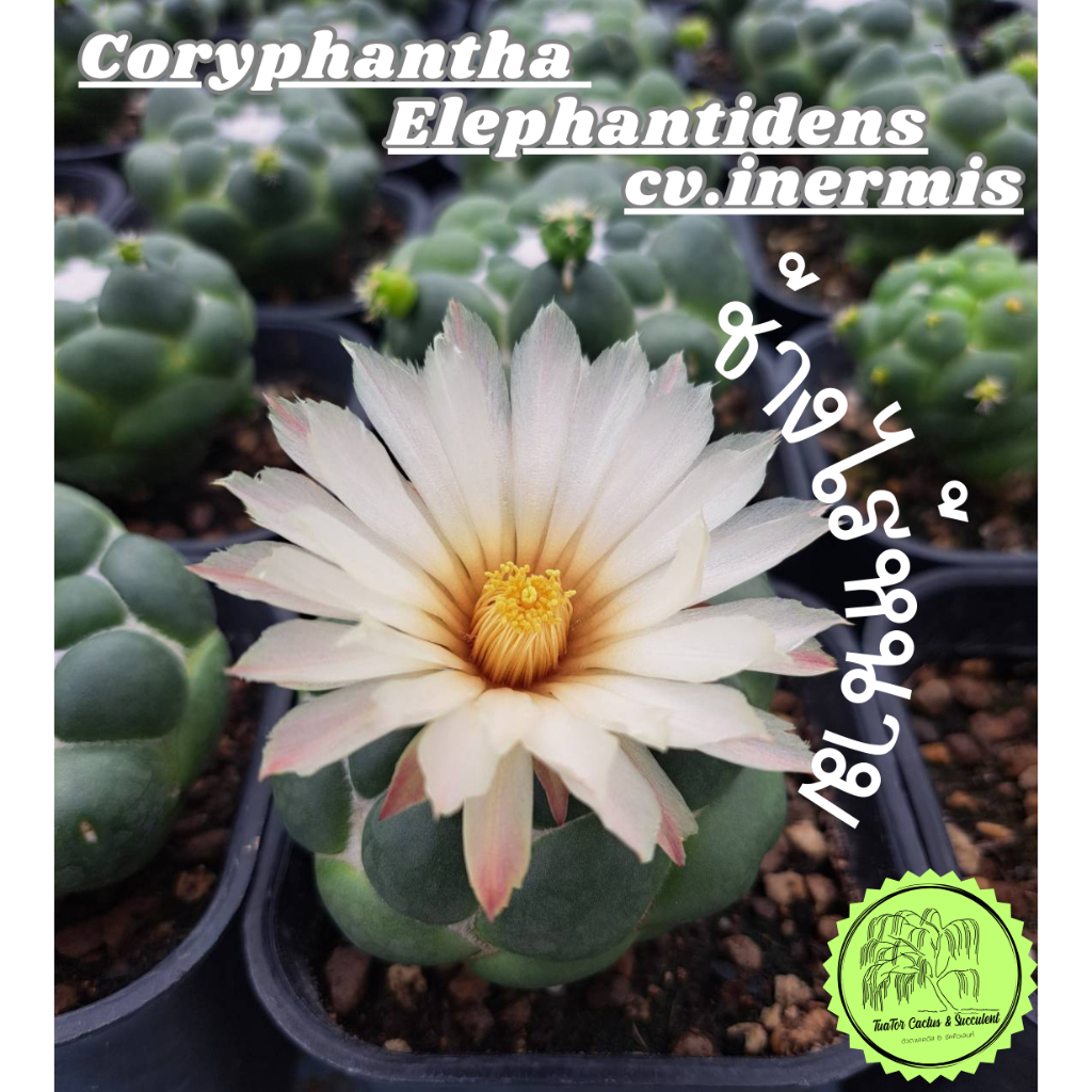 ช้างไร้หนามโคลนประกวด (3-3.5 cm) Coryphantha Elephantidens cv.inermis มีโขดทุกต้น‼️พร้อมส่ง‼️