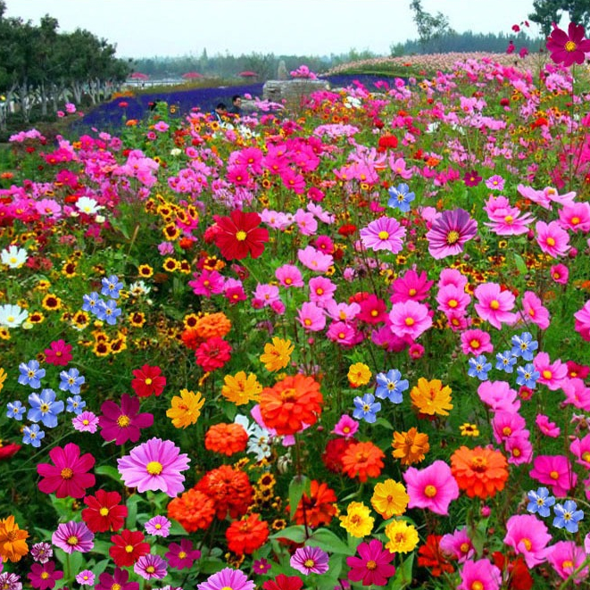 เมล็ดพันธุ์ดอกไม้ป่า  300 เมล็ด แถม 100 เมล็ด คละพันธ์ุ Mixed Wildflower พันธุ์แท้ นำเข้าจากต่างประเทศ ถูกดี