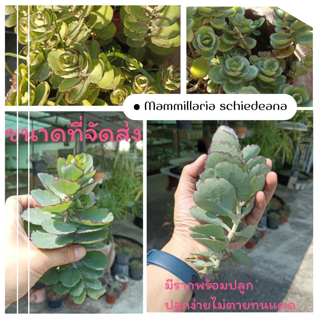 คาเลนโช้ ตัดสดความยาว 12ซม.Kalanchoe Laxiflora ไม้อวบน้ำ กุหลาบหิน