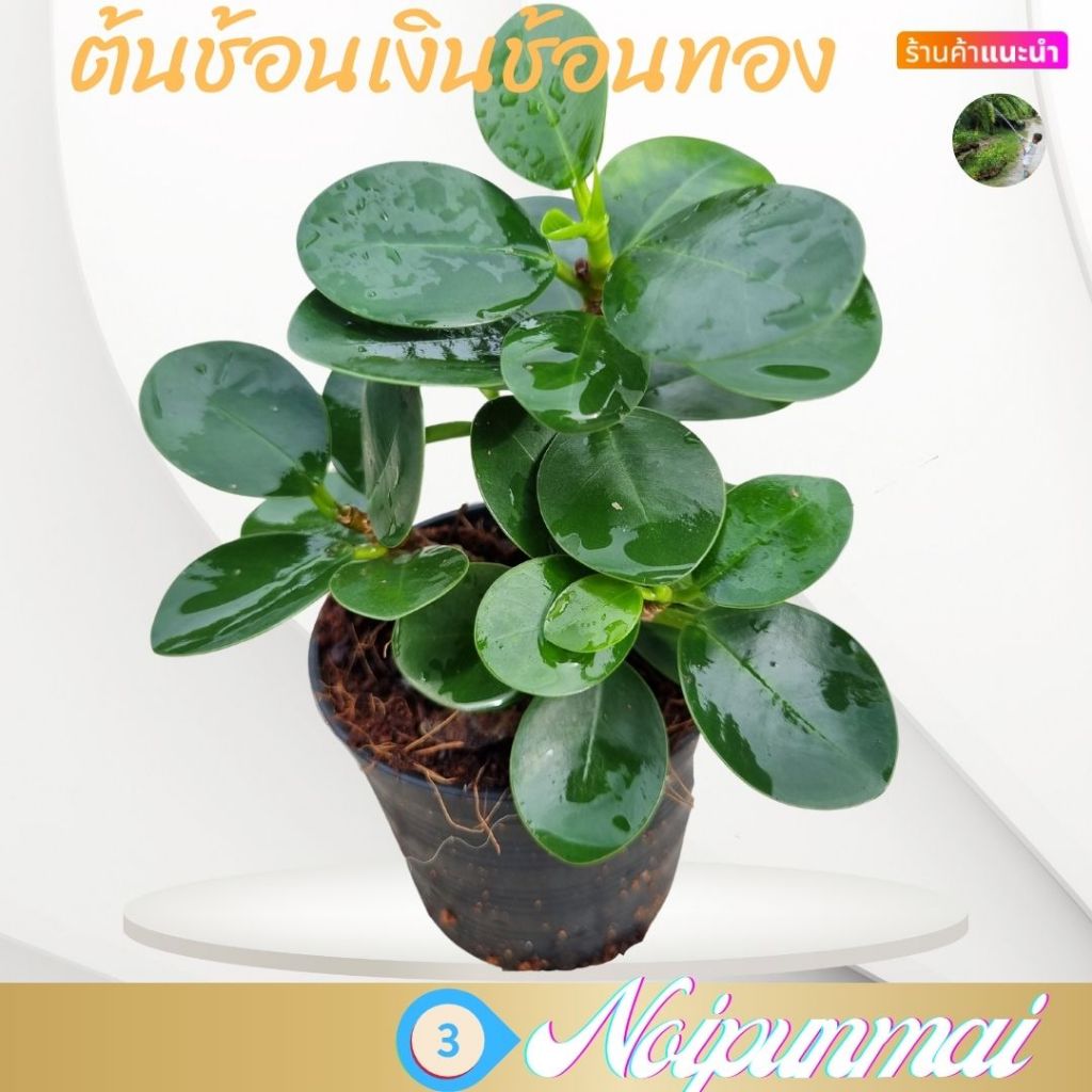ต้นช้อนเงินช้อนทอง กระถาง 3 นิ้ว(ส่งพร้อมกระถาง)