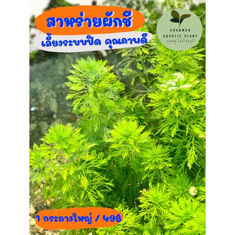 (พร้อมส่ง) สาหร่ายผักชี เกรดA