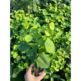 ต้นพยุงไทย ต้นพยูง พะยูง #กล้าไม้ป่าไม้เศรษฐกิจ ราคาถูก 🌿 สินค้าเสียหาย แจ้งทางร้านได้เลยจ้า