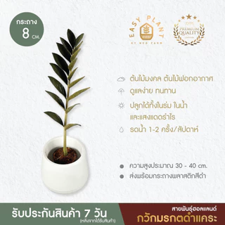 กวักมรกต แคระสายพันธุ์ฮอลแลนด์🪴ที่นี่ที่เดียว🪴ต้นไม้ฟอกอากาศ🪴ไม้มงคล🪴ไม้อึดทน -easyplant