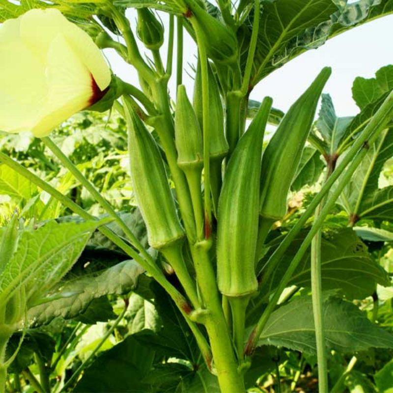 เมล็ดพันธุ์ กระเจี๊ยบเขียว (Okra)​