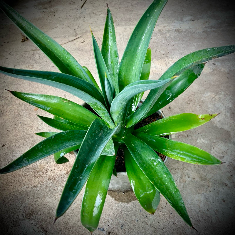 ต้นอากาเว่ Agave ส่งแบบหน่อ
